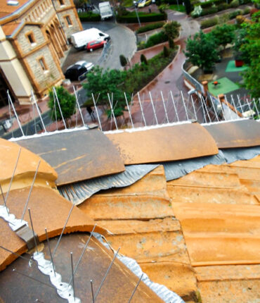 Opération de dépigeonnage pour maison, batiment moderne et ancien, immeuble en accès difficile compétence cordiste sur Toulouse et Vieille Toulouse