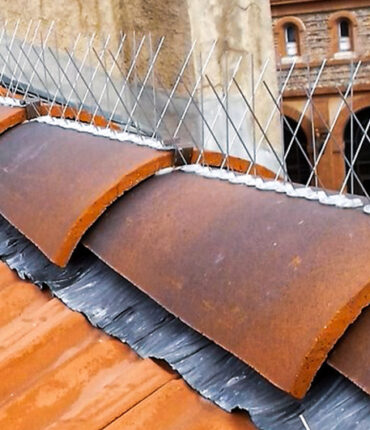 Opération de dépigeonnage pour maison, batiment moderne et ancien, immeuble en accès difficile compétence cordiste sur Toulouse et Vieille Toulouse